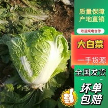 精品大白菜净菜2~3斤欢迎询价产地直发电话联系