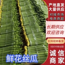 【鲜花丝瓜】江苏丝瓜大量供应品质保证可视频看货