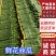 【鲜花丝瓜】江苏丝瓜大量供应品质保证可视频看货