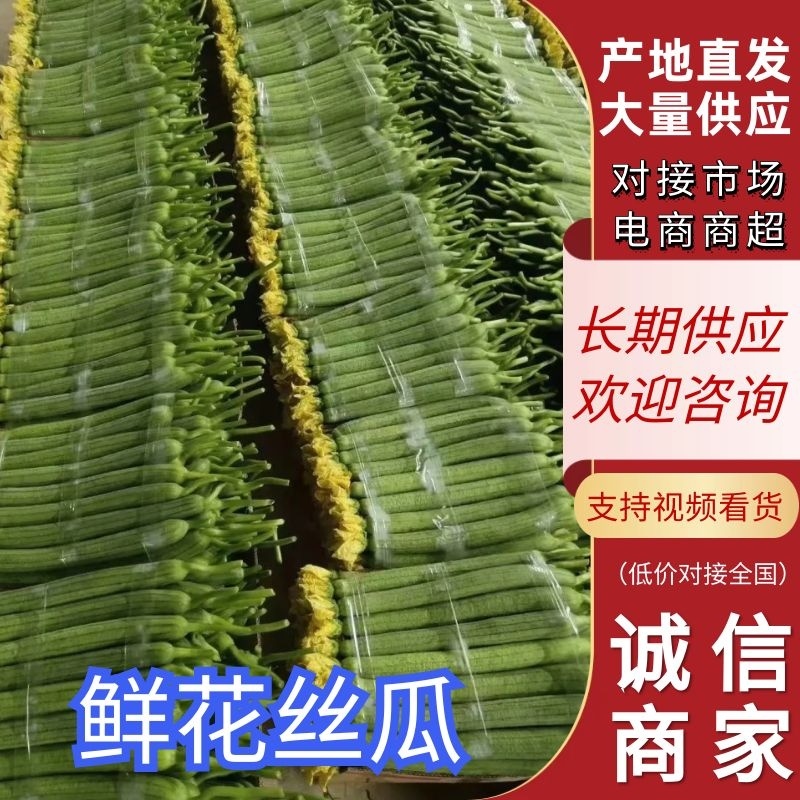 【鲜花丝瓜】江苏丝瓜大量供应品质保证可视频看货
