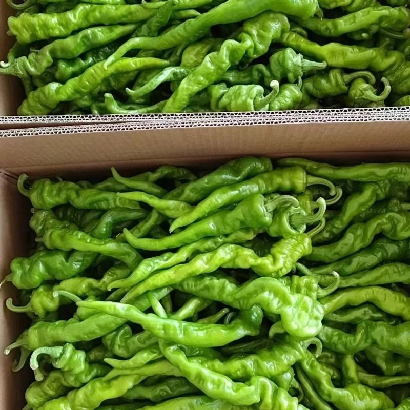 陇椒广东徐闻精品货电商货，产地直发质量保证