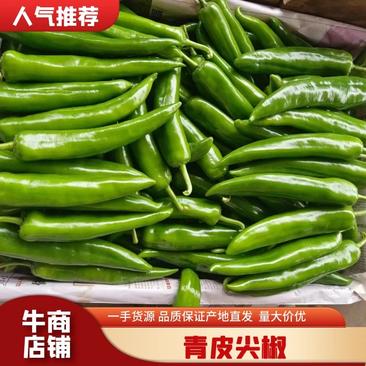 【牛商推荐】广东青皮尖椒可对接商超全国可发货