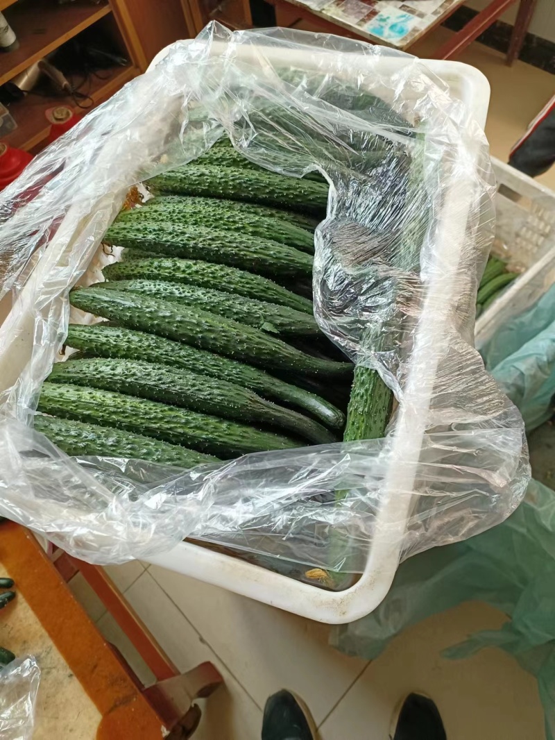 密刺黄瓜大荔优质密刺黄瓜陆续上市需要的老板请与我联系