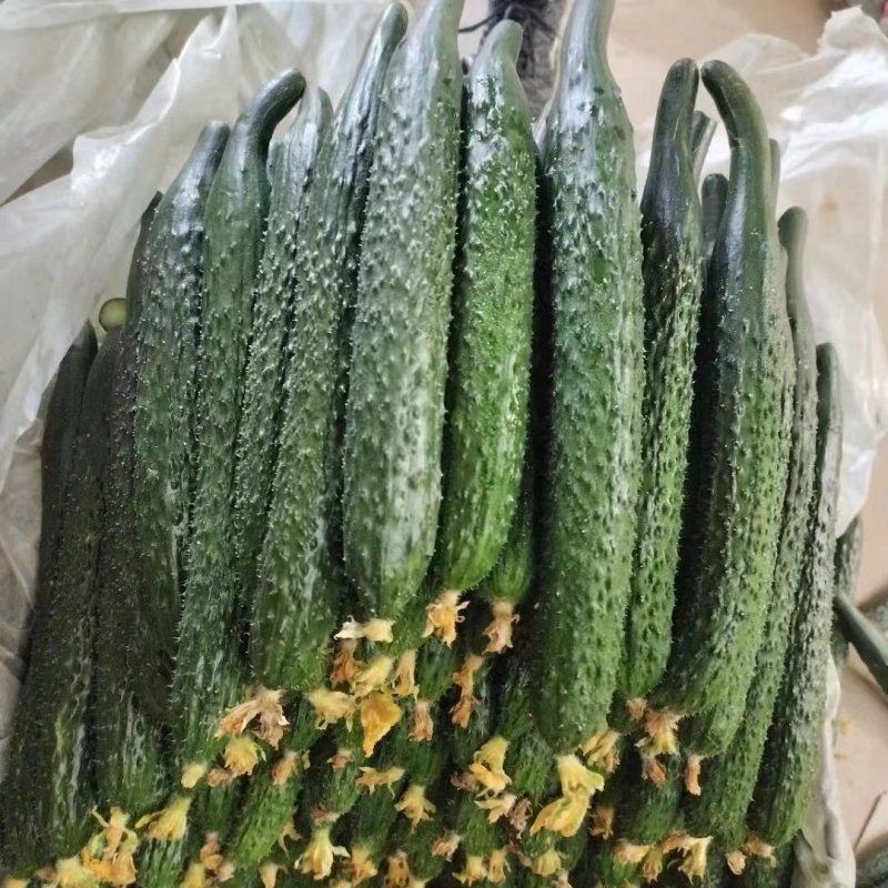 密刺黄瓜大荔优质密刺黄瓜陆续上市需要的老板请与我联系