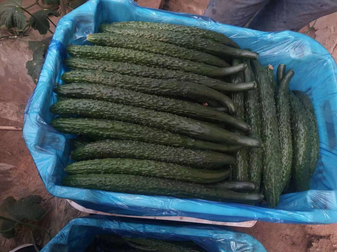 消费者在超市生鲜区挑选密刺黄瓜,手中拿着一根新鲜黄瓜,背景为整齐摆放的蔬菜货架 消费者在超市挑选密刺黄瓜的画面