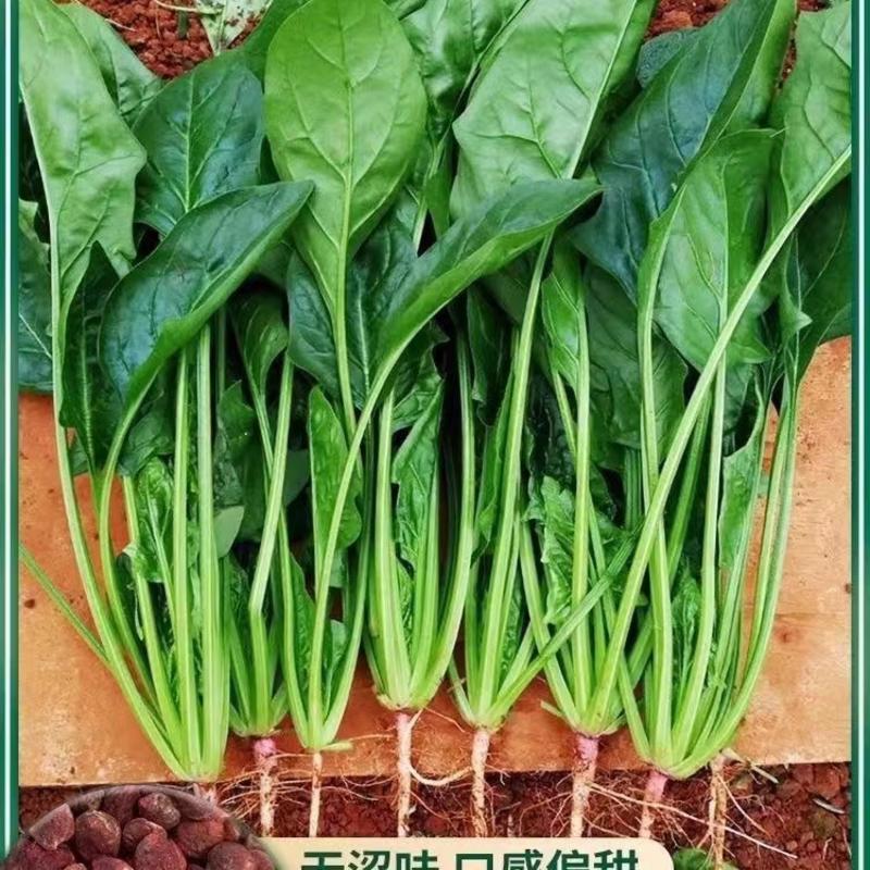 蔬菜大叶菠菜山东菏泽精品菠菜大量供应中，各种规格大量有货。