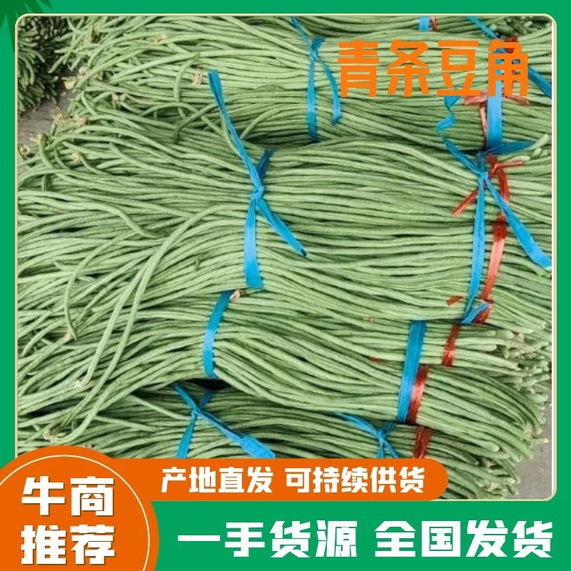 山东精品豇豆，青条豆角大量供货质量保证欢迎来电咨询