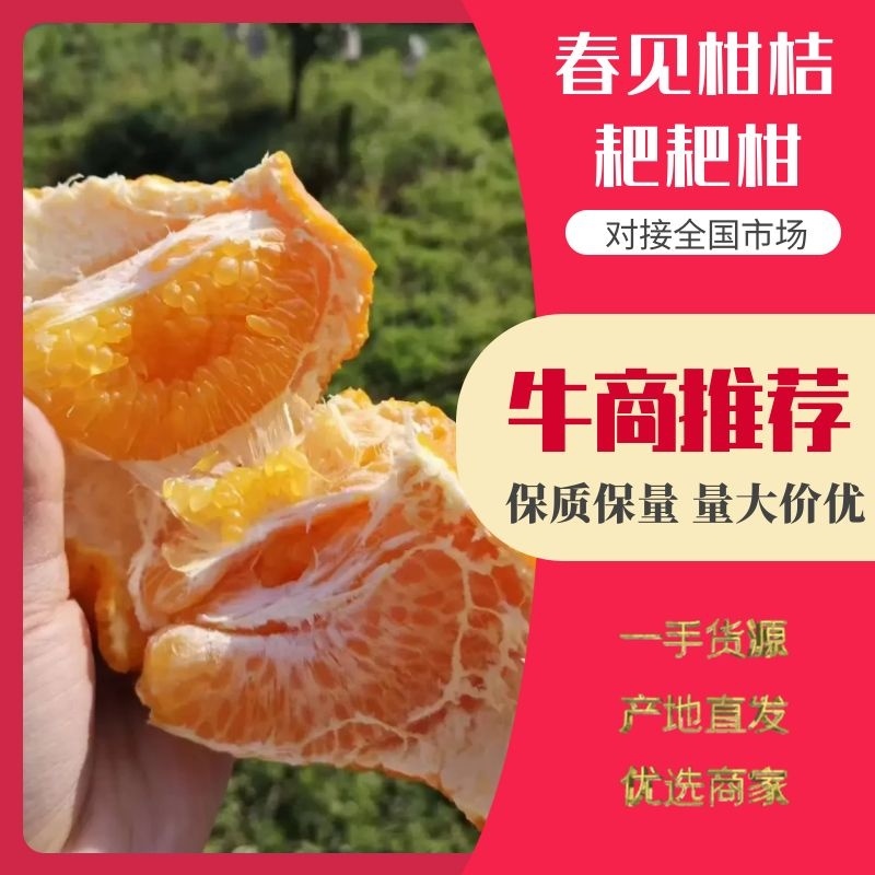 【推荐】四川春见柑桔耙耙柑大量供应专业代办产地直发诚信经营
