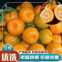 四川精品碰柑柑橘柑桔大量上市，对接市场电商电联