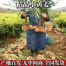【生姜】贵州小黄姜产地直发大量供应品质保证欢迎咨询