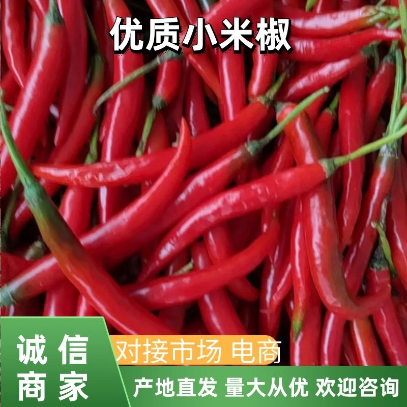 【小米椒】贵州朝天小米辣大量供应可视频看货品质保证