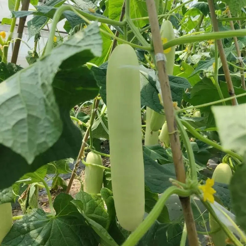 白黄瓜种子早熟肉厚甜脆无渣瓜条顺直富美瓜多水果型耐热