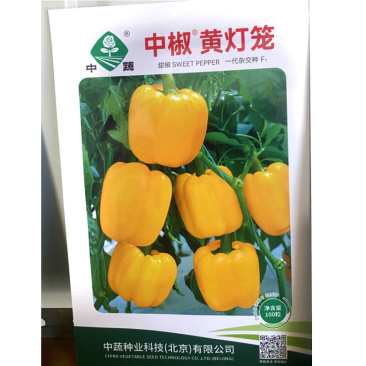 彩椒种子黄甜椒籽红甜椒杂交产量高灯笼椒春秋种植