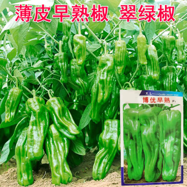 薄皮椒种子大果早熟灯笼椒皱皮泡椒香辣连续坐果强