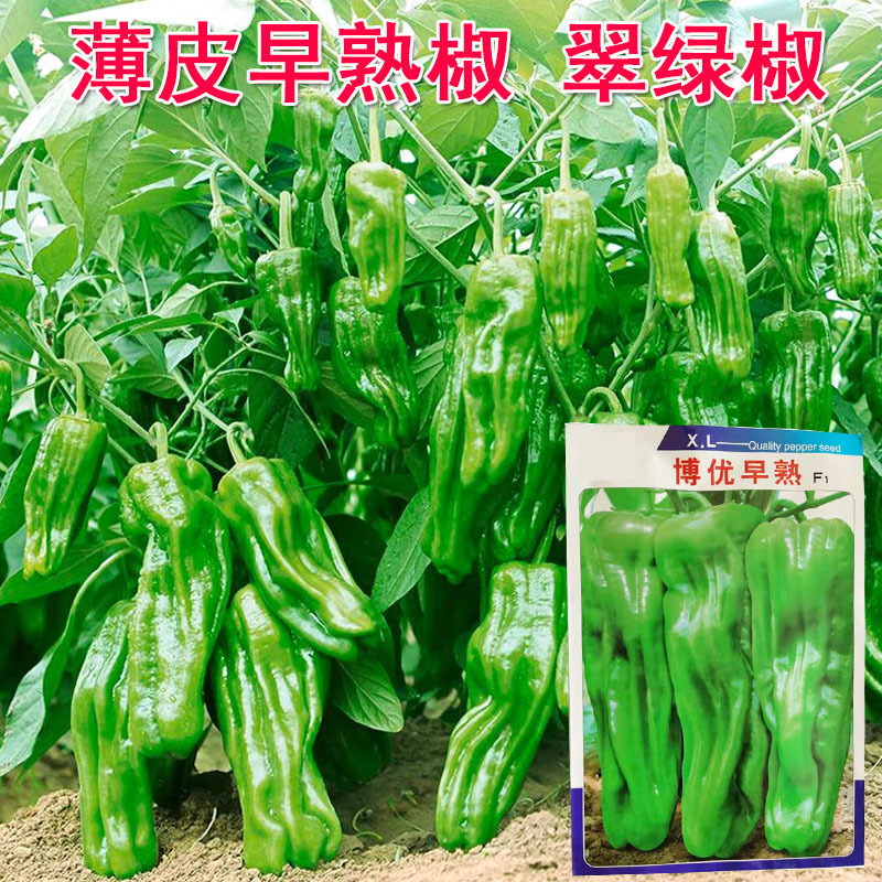 薄皮椒种子大果早熟灯笼椒皱皮泡椒香辣连续坐果强
