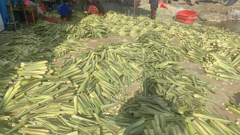 茭白现大量供应，价格实惠，规格齐全，对接全国各大市场