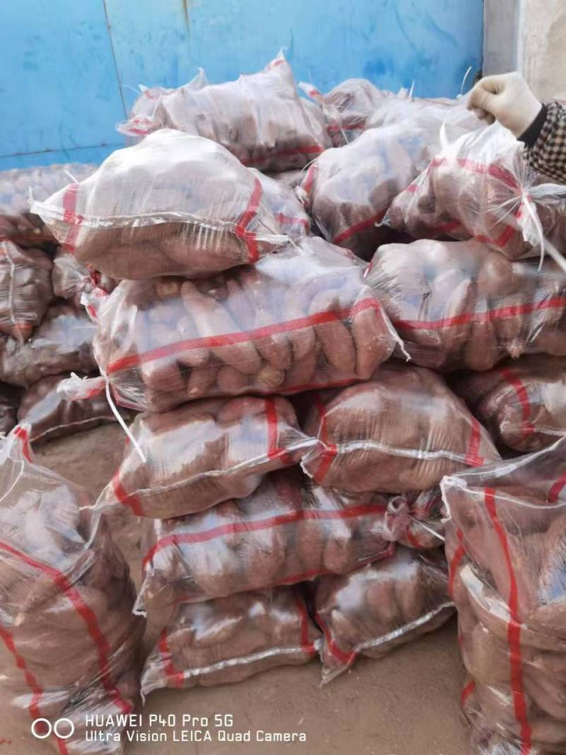 济薯26品质好形整齐长条状薯肉金黄，口感糯香山东产地
