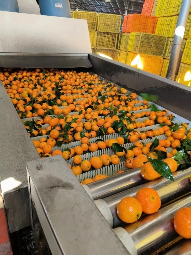 【好货】精品广西砂糖橘大量上市货源充足大吨位供应批发整车
