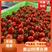 【精品】山东平度釜山88圣女果大量上市新鲜采摘量大从优