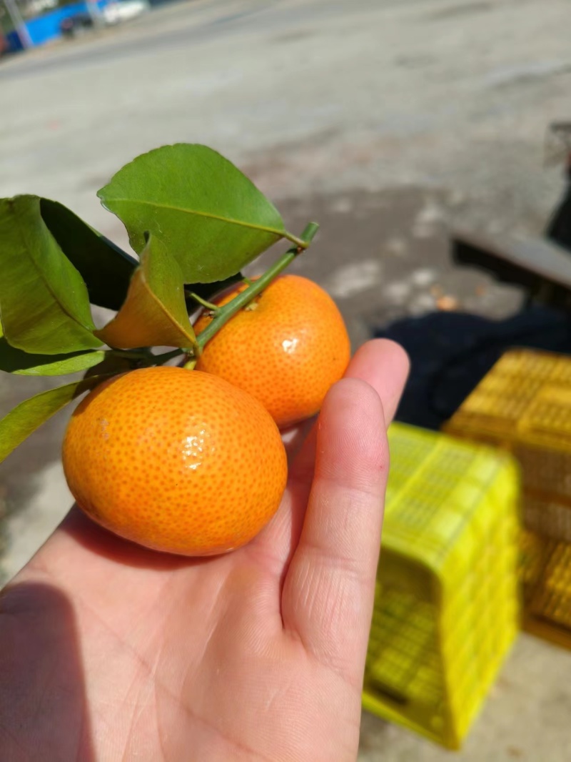 【好货】精品广西砂糖橘大量上市货源充足大吨位供应批发整车