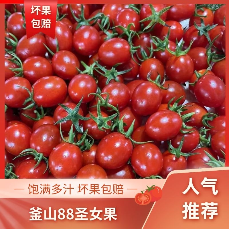 推荐平度釜山88玲珑小番茄新鲜采摘产地供货量大欢迎
