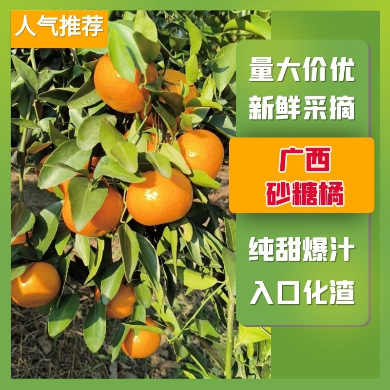 【好货】精品广西砂糖橘大量上市货源充足大吨位供应批发整车