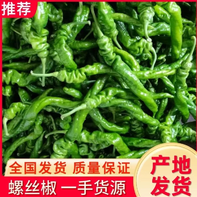 精品螺丝椒，产地一手货源，大量供应，品质保证，量大从优
