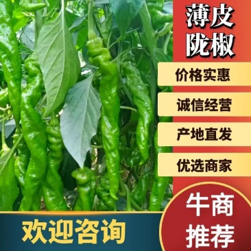 陇椒广东徐闻精品货电商货，产地直发质量保证