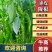 陇椒广东徐闻精品货电商货，产地直发质量保证