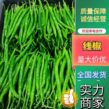 精选8号线椒软皮线椒一手货源，大量供应，发全国