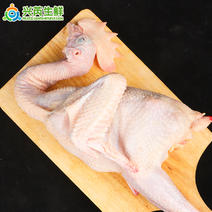 【白条公鸡】全净膛2斤左右、大冠子、山东炒鸡专用。