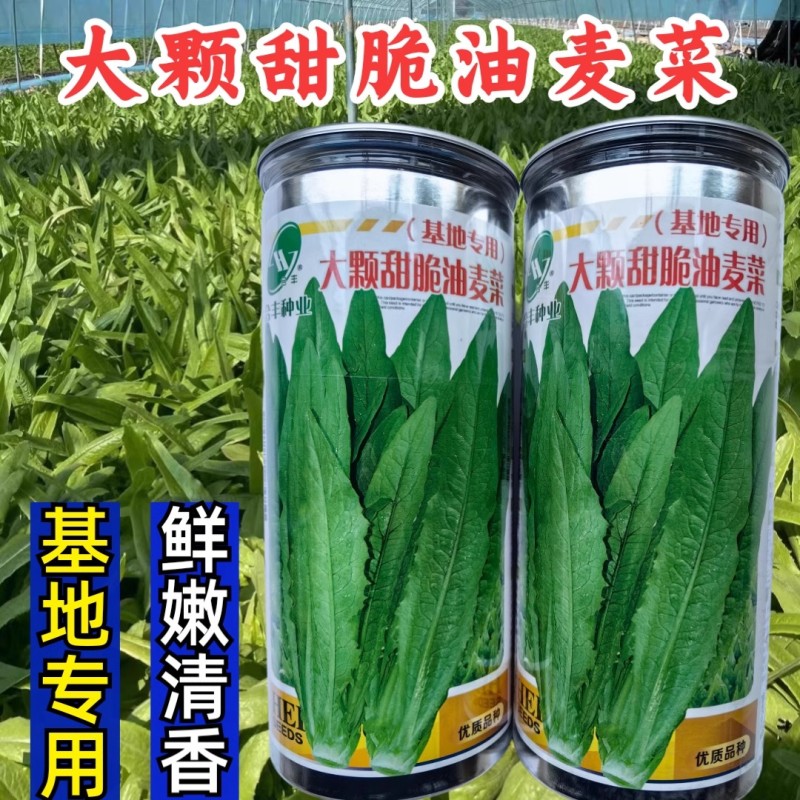 大颗甜脆油麦菜种子，耐热，耐寒，抗病强，基地专用