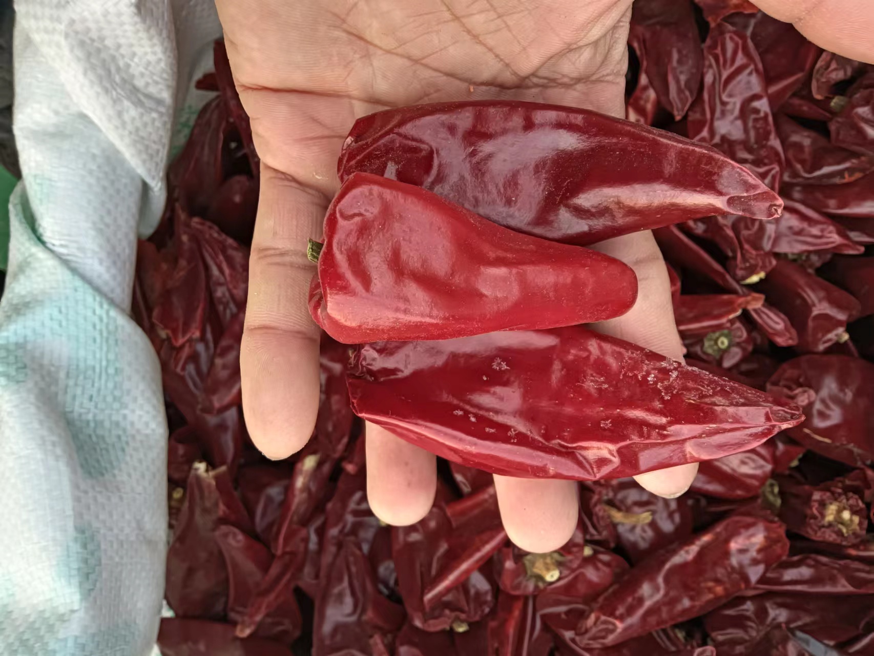 辣椒酱成品特写