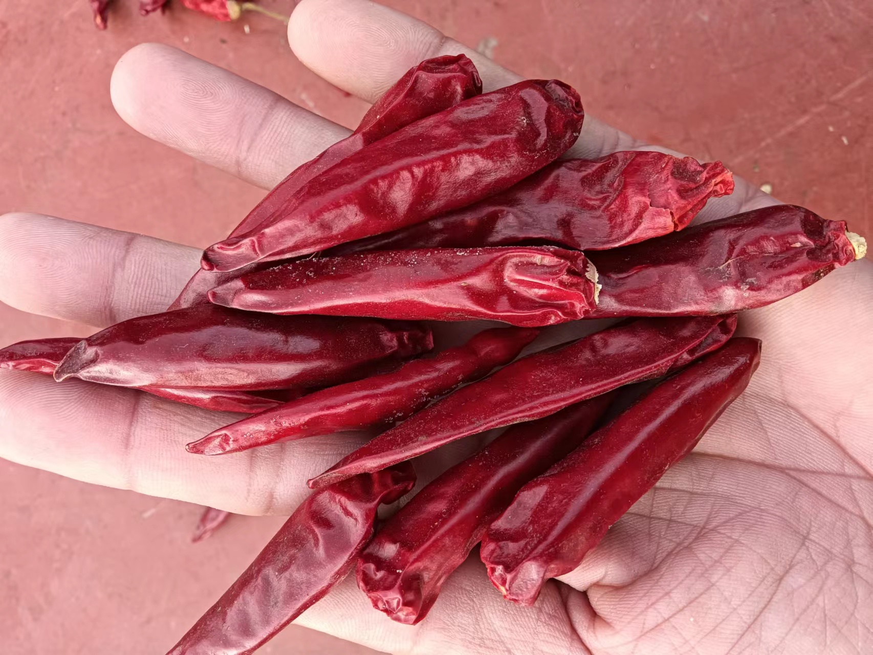 三樱椒成熟鲜椒特写