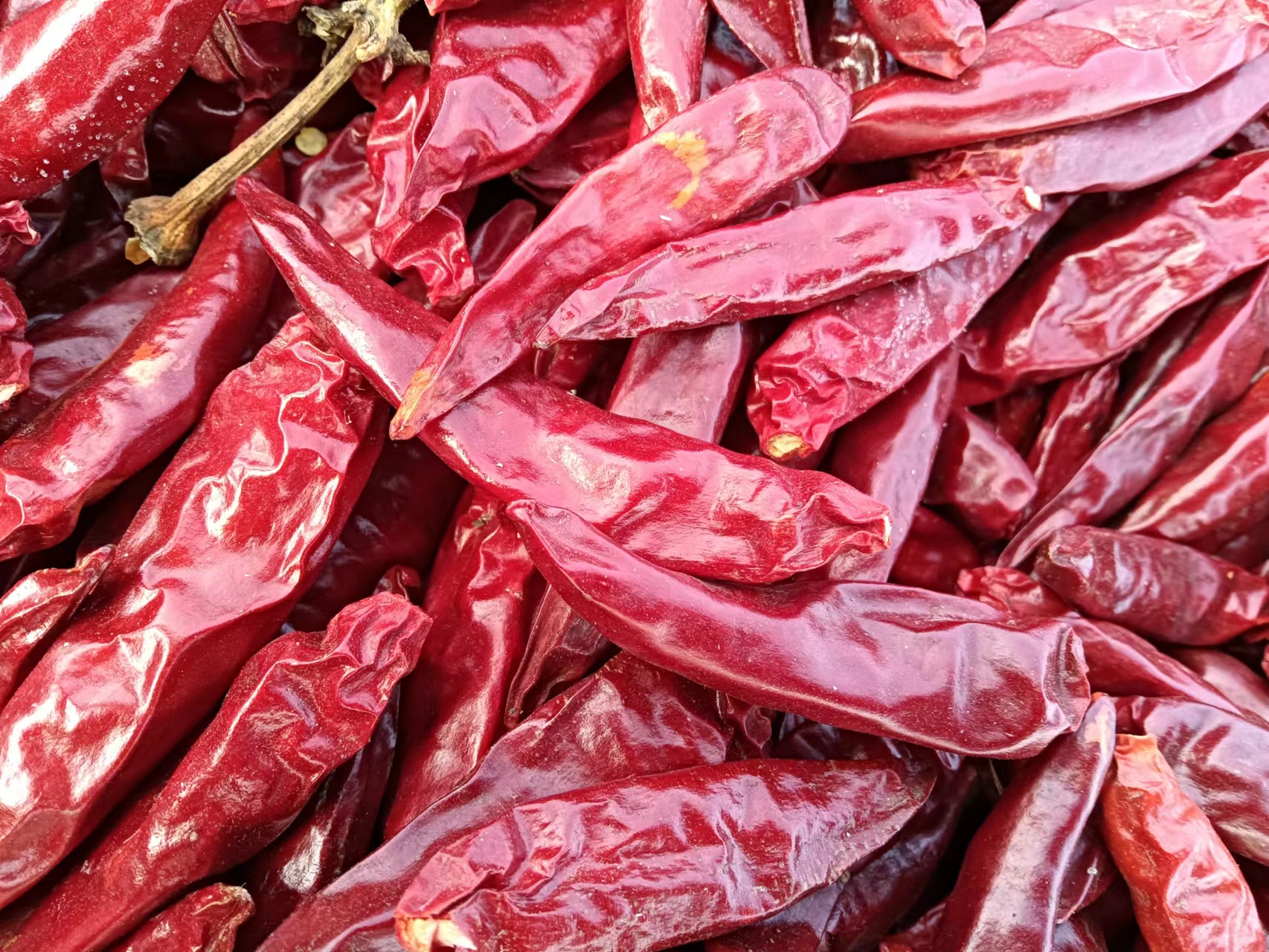 三樱8号干椒成品展示图