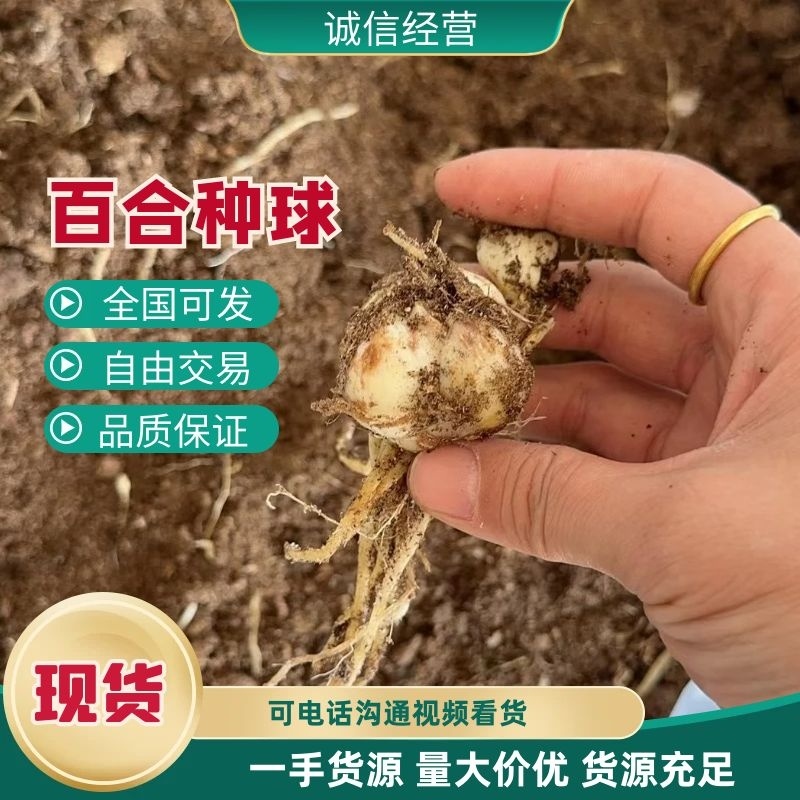 【推荐】百合种球多年生花卉籽球花海观赏绿化量大优惠