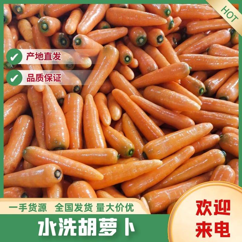 水洗胡萝卜，养殖红萝卜，可按需做货，各种规格都有，