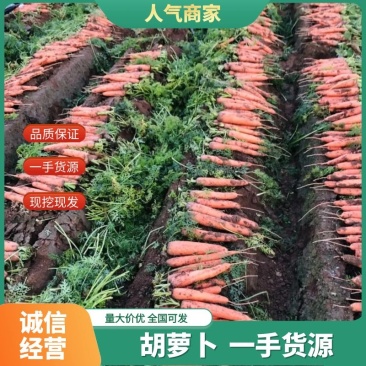 胡萝卜，大红二红胡萝卜，水洗胡萝卜，养殖用胡萝卜