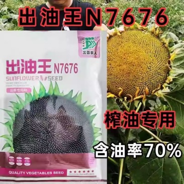 矮大头油葵种子，向日葵种子，大弯头，防鸟害，专用抗倒油葵