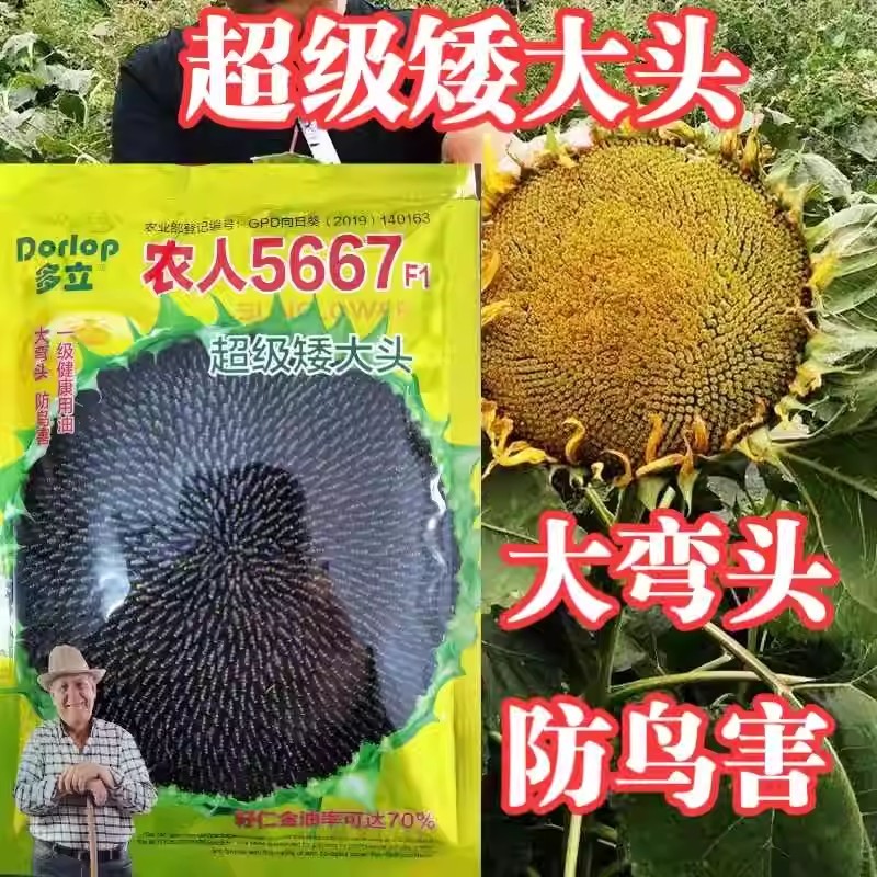 矮大头油葵种子，向日葵种子，大弯头，防鸟害，专用抗倒油葵