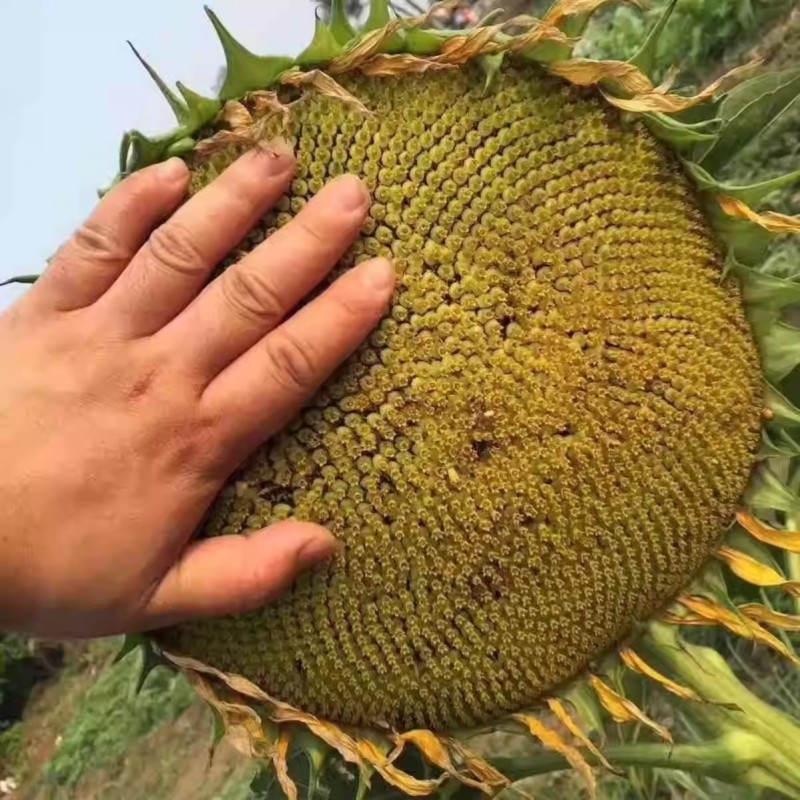 矮大头油葵种子，向日葵种子，大弯头，防鸟害，专用抗倒油葵