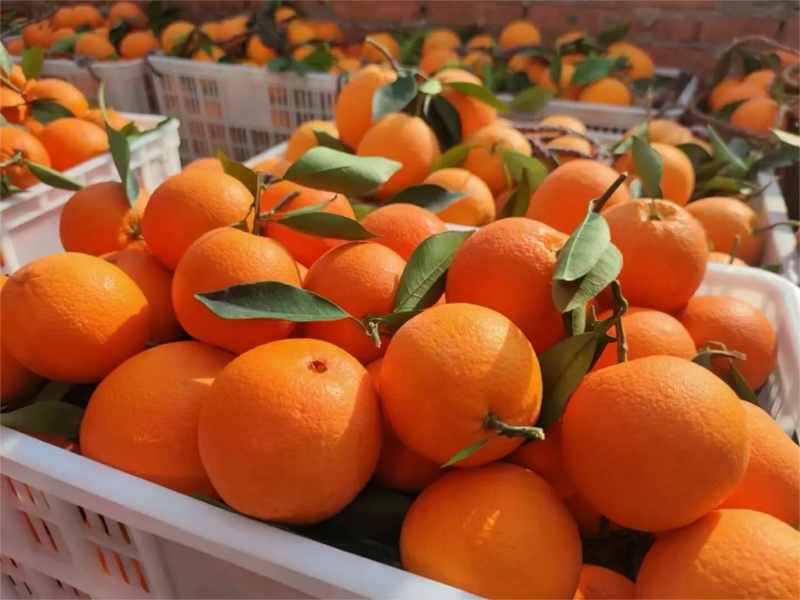 纽荷尔脐橙大量现货整车批发价格优惠欢迎电话联系