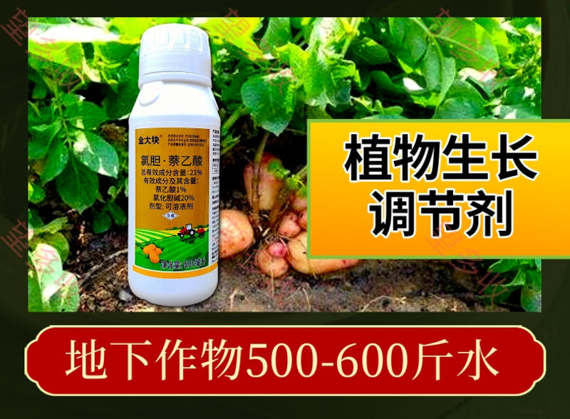 21%氯胆萘乙酸根茎膨大提质增产地下作物调节生长500毫