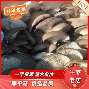 山东聊城平菇大量新鲜供应，基地直发，对接全国客商欢迎来电