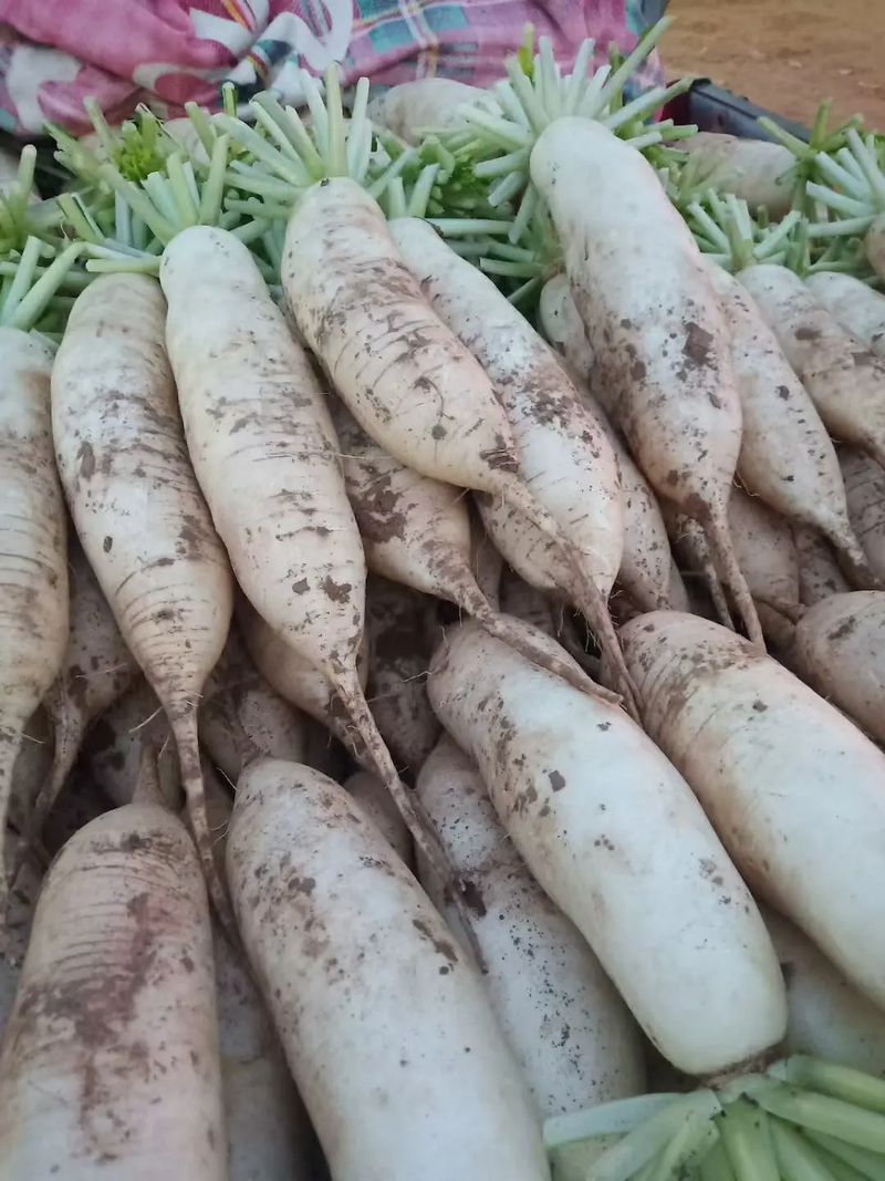 湖北白萝卜精品萝卜大量上市中可视频看货品质好