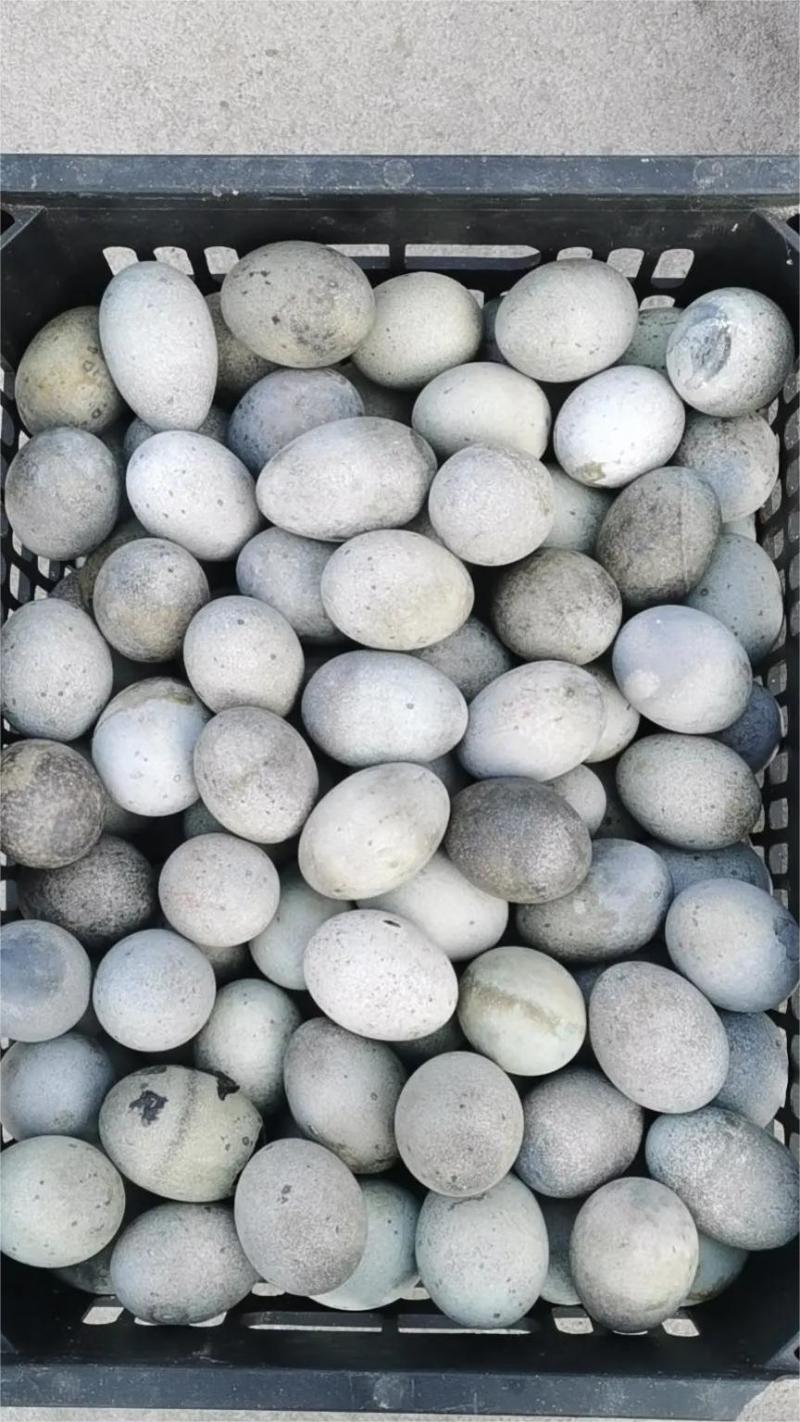 【热销】松花蛋大量现货量大从优现货先发欢迎电话联系