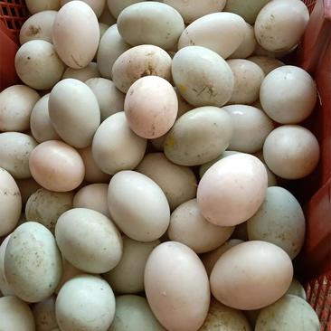 鸭蛋大量现货腌好的和没腌的都有量大的可以打电话联系
