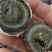 【推荐】松花蛋大量现货量大从优现货先发欢迎电话联系