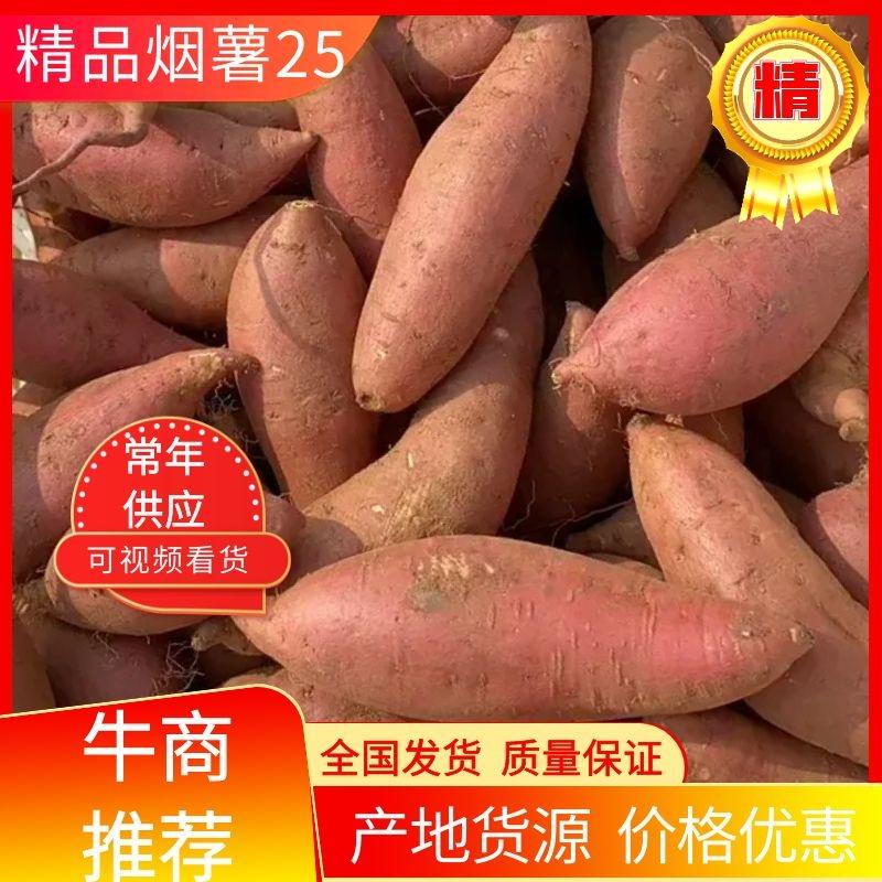 【推荐】烟薯25现货供应量大从优价格优惠欢迎来电联系