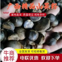 广西精品山茶油籽产地直发品质保证量大从优欢迎